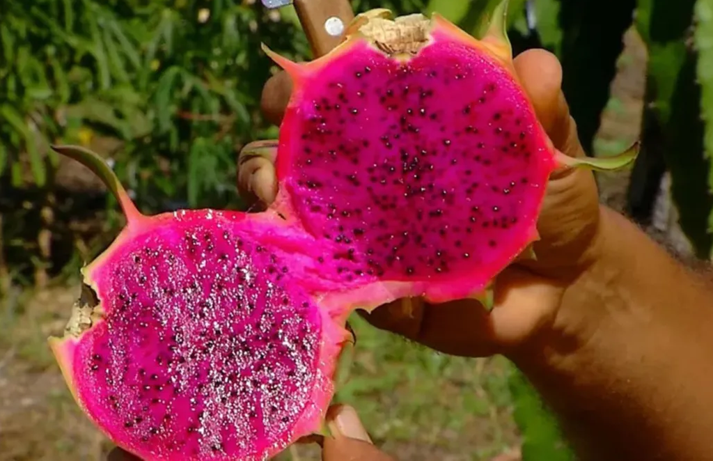10 motivos incríveis para você começar a comer pitaya