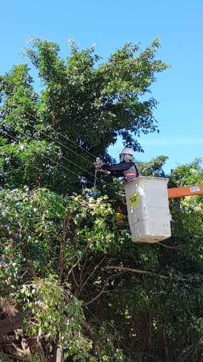 Equatorial Pará orienta clientes sobre podas em árvores próximos à fiação elétrica