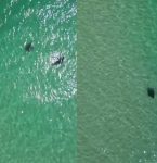 Raias são flagradas nadando perto de banhistas em praia; veja VÍDEO